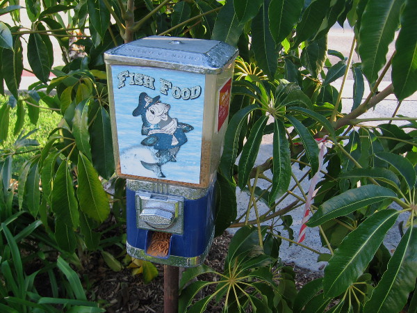 The koi wouldn't mind a bit of food thrown their way!