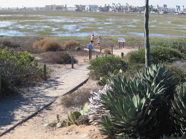 There are many habitats in the estuary including dune, salt panne, salt marsh, mudflat, brackish pond, riparian, coastal sage scrub, and vernal pool.