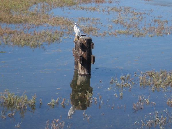 A Snowy Egret perches atop a post, perhaps watching the water for prey. Small fish, frogs, reptiles and insects are part of the food chain in a shallow river estuary.