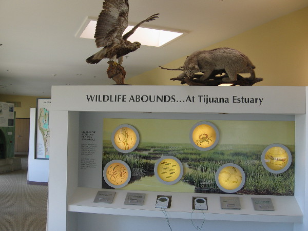 One of many educational exhibits within the cool Visitor Center. Wildlife abounds...at Tijuana Estuary!