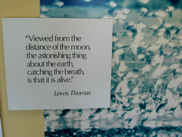 Viewed from the distance of the moon, the astonishing thing about the earth, catching the breath, is that it is alive.