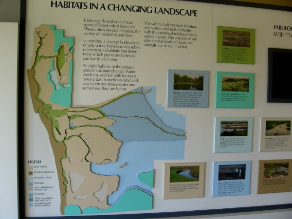 Habitats in a changing landscape. All eight habitats in the estuary endure constant change. Water levels rise and fall with the tides. Salinity of the water fluctuates.