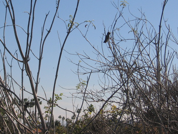 A tiny hummingbird is perched on the branch of a shrub.