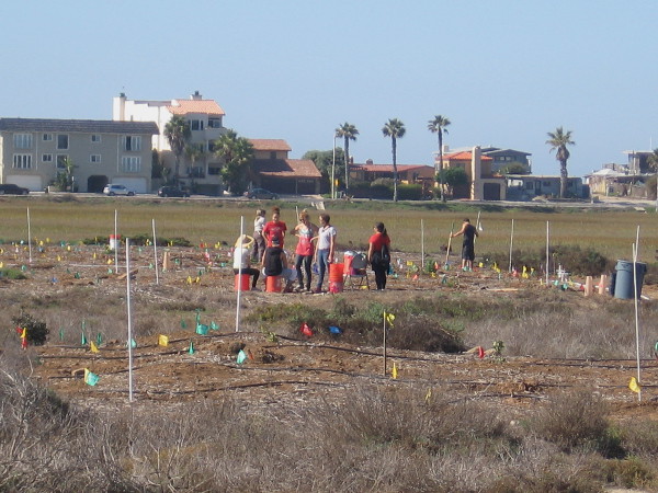 These volunteer students from SDSU are helping to plant native vegetation. Efforts to return the estuary to a natural state are ongoing. This area several decades ago was a dump.