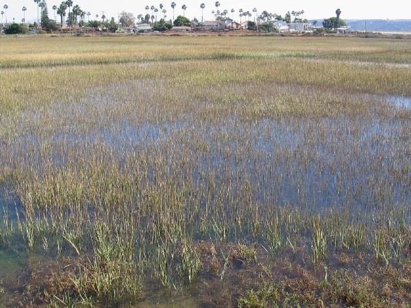 Looking across cordgrass and a beautiful wetland at the extreme southwest corner of the continental United States.