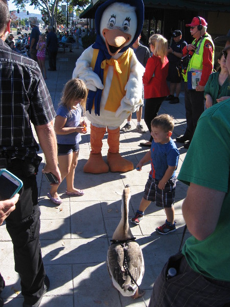 And here comes a live goose! It was honking in a friendly way, much to the delight of everybody.