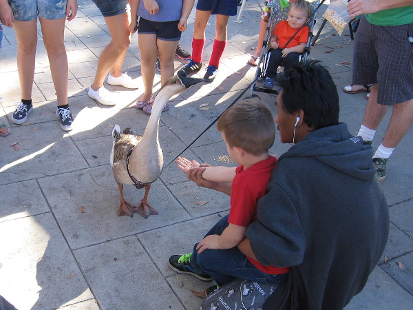 Kids gravitated toward the goose. It gravitated toward some offered food.