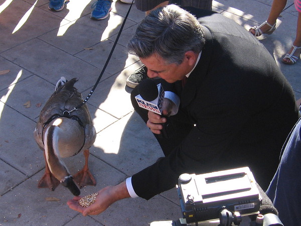Dave Scott from KUSI News was introducing television viewers to Mother Goose and Other Goose! It was the funniest thing I saw all day!
