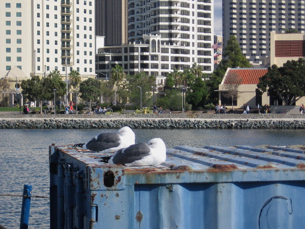 Two gulls take a nap in the San Diego sunshine the day after Thanksgiving. Many people were taking a pleasant, easy walk along the waterfront.
