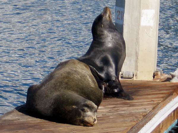A sleepy sea lion doesn't care what sort of crazy, wild-eyed antics his buddy is engaged in.