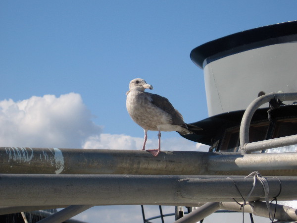 This seagull was watching me taking a walk around Tuna Harbor. I wonder what she thought I was up to.