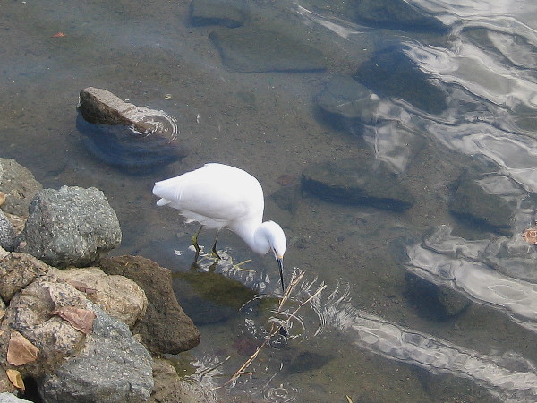 A snowy egret checks out a small stone in the Marriott Marina on San Diego's waterfront.