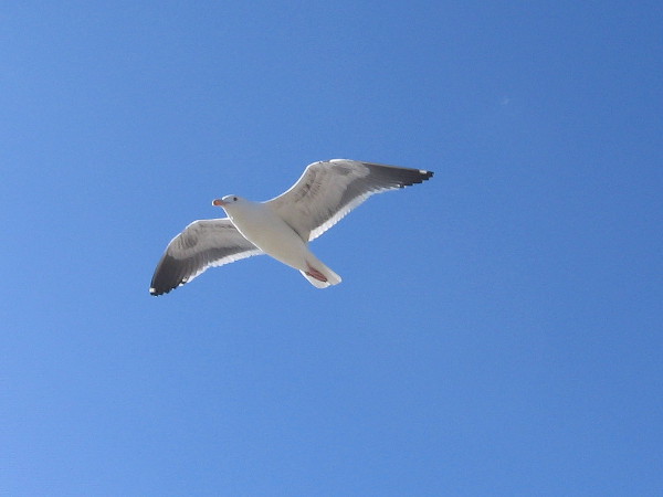 Taking flight in the sunshine.