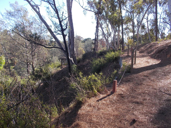 Walking along a lonely trail covered with pine needles. Few people visit this part of Presidio Hill.