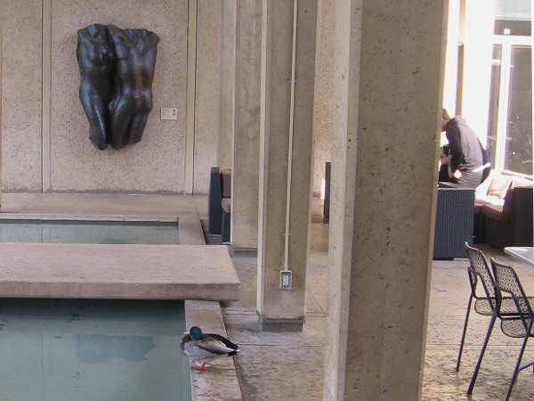 Duck enjoys the pool of water at the San Diego Museum of Art's outdoor May S. Marcy Sculpture Court.