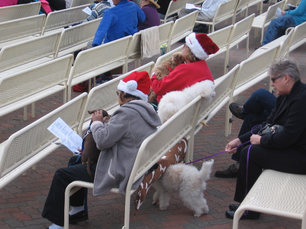 Lots of people had Santa hats and festive holiday clothing. Some dogs did, too.