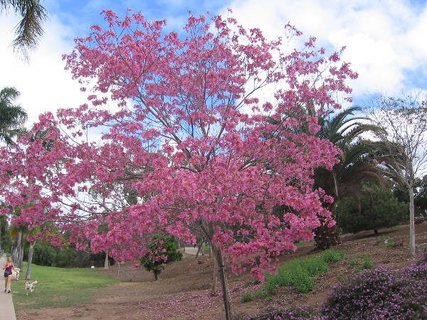 More natural beauty along Sixth Avenue, the west edge of immense Balboa Park.