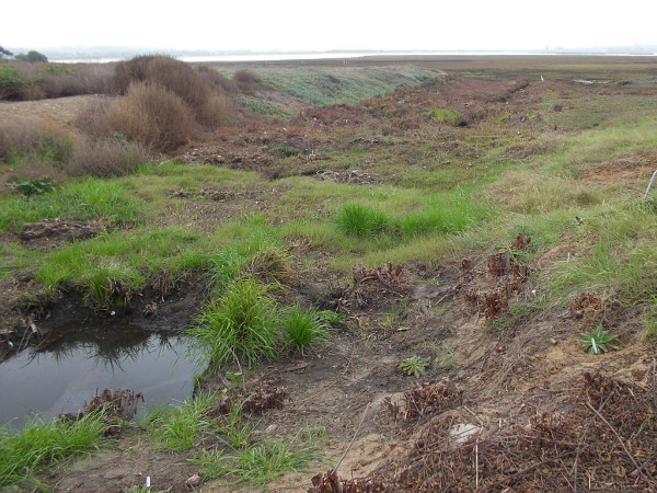 The Kendall-Frost Marsh is being restored into a healthy wetland by the San Diego Audubon Society and the UC Natural Reserve System with the help of volunteers.