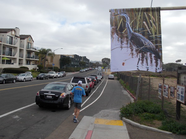 The slough is a prime location for birdlife. Many different birds can be spotted in this protected wildlife refuge, which is usually off-limits to the public.