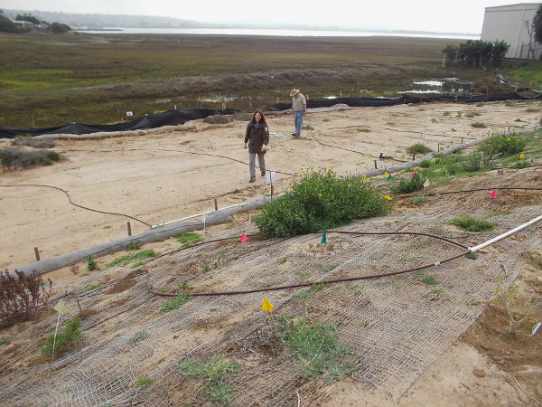 A nearby area where native vegetation is being carefully restored.