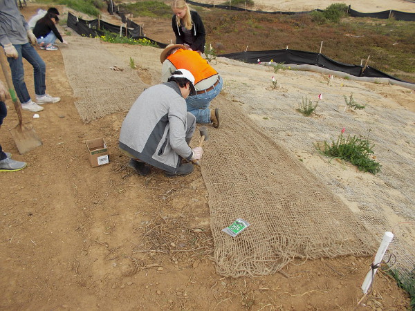Netting is laid down by more volunteers to help prevent erosion during rain.
