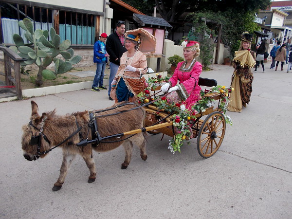 A miniature donkey pulls an elegant cart!