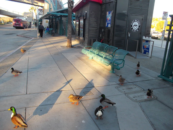 A flock of fearless San Diego River ducks. The curious birds seem to wait for a morning bus at the Fashion Valley Transit Center.