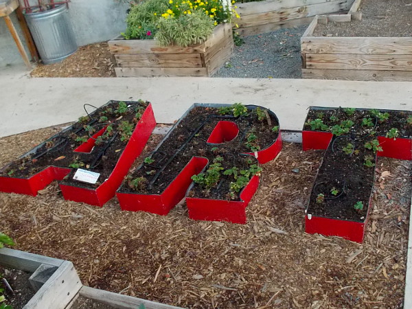 Art is filled with growing strawberry plants at The Garden Project!