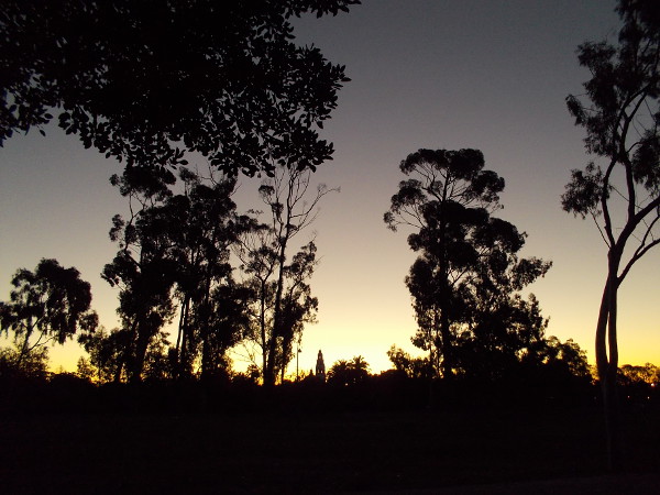 Gazing east through trees into Balboa Park. The California Tower is a dark spike inside a golden sunrise.