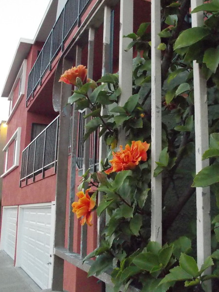 Happy orange flowers poke through some bars along the sidewalk.