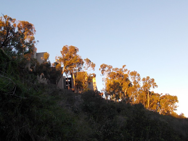 Eucalyptus trees in warm winter morning light. Photo taken while walking down Bachman Place into Mission Valley.
