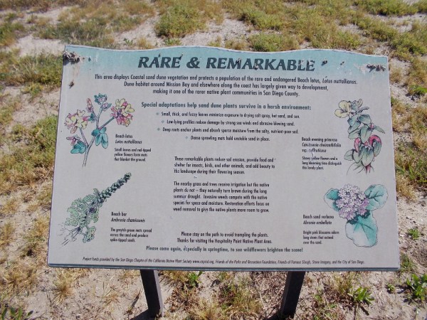 Rare and Remarkable. This area displays Coastal sand dune vegetation. The native Beach lotus is endangered.