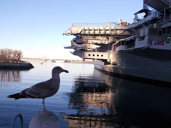 Birds large and small in a photo taken from the edge of San Diego Bay.