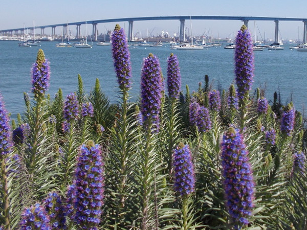 Looking through purple blooms out at the blue bay during a leisurely Saturday walk.