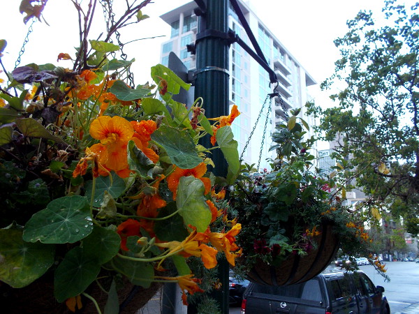 Little Italy streets have many public planters filled with flowers. Orange blooms in this hanging planter are still wet from the recent rain.