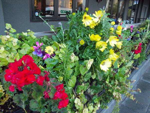 Many spring flowers provide a burst of color near the windows of a Little Italy restaurant.