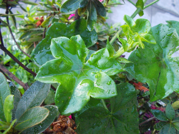 Some moisture has pooled in the leaves of this potted geranium on the sidewalk.