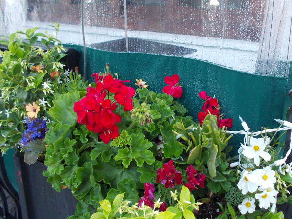 More happy flowers by the outdoor seating area of a restaurant. The clear plastic that provides protection from inclement weather is still wet with many raindrops.