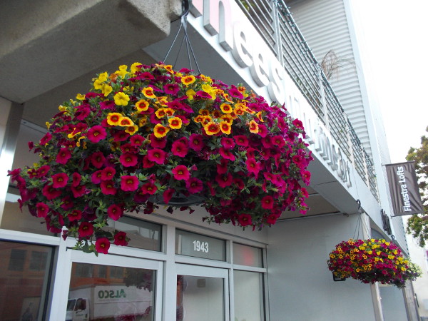 Bunches of hanging flowers. Gorgeous spring colors are all about Little Italy's friendly streets.