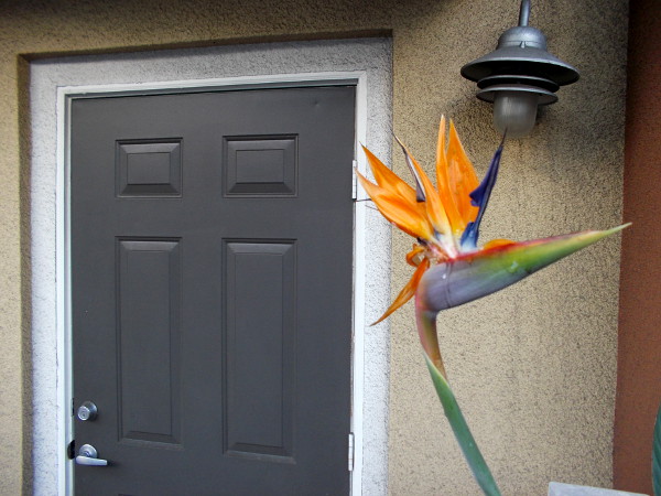 An eye-catching bird of paradise flower greets anyone who approaches this door!