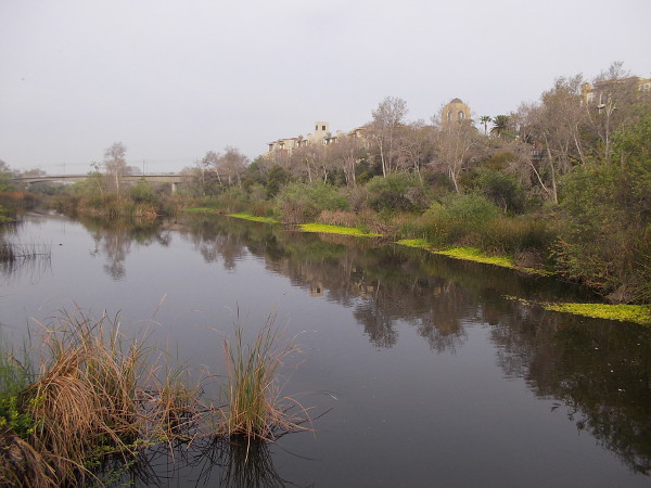 Gazing west along the San Diego River from Qualcomm Way.
