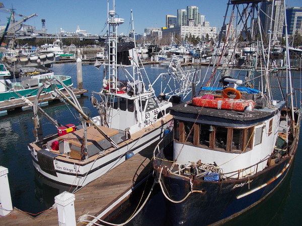 Today's commercial fishing fleet in San Diego includes picturesque boats that provide fresh seafood for restaurants and a Saturday dockside market.