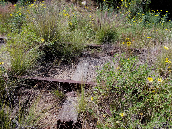 Rusty old train tracks are overgrown with wild vegetation, including many California sunflowers.