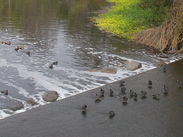 A gathering of American coots (or mud hens) where the San Diego River passes beneath Camino del Este.