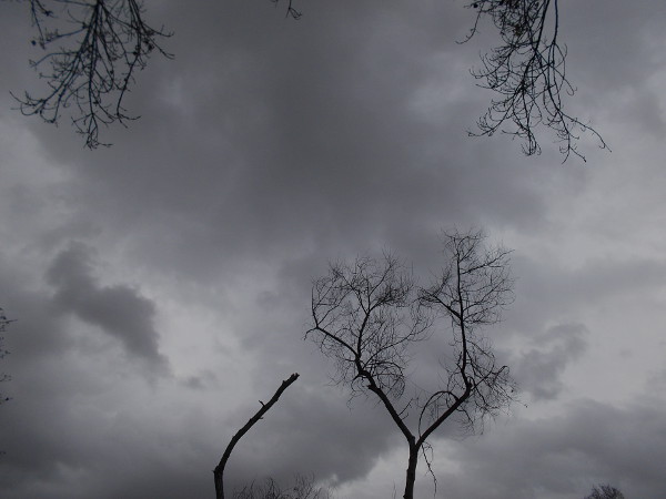 Dark clouds and barren Fremont Cottonwoods minutes before a winter storm brings brief torrential rain.