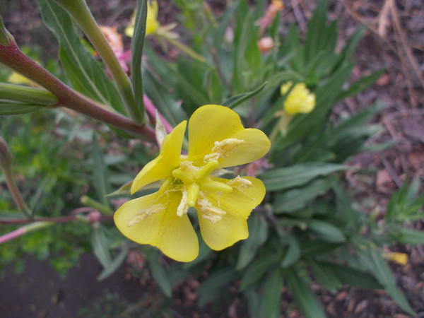 Beautiful flowers can be seen at almost any time of year during a nature walk along The San Diego River Trail.