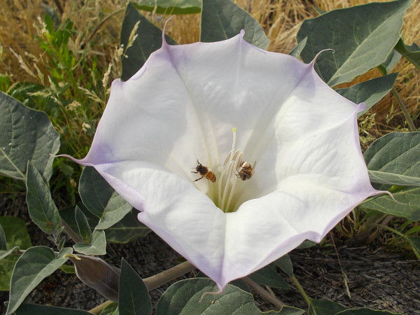 A couple of bees collect pollen in the morning.