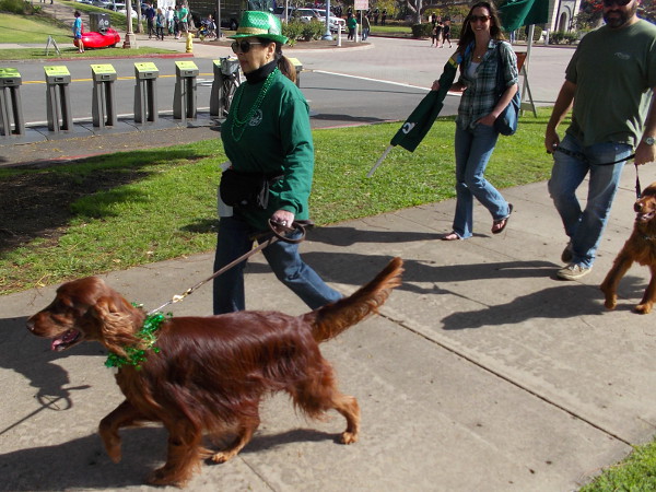 I saw lots of Irish Setters, of course.