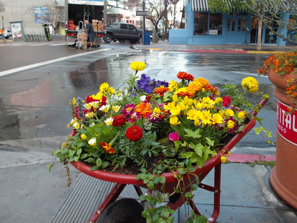 To see lots of bright flowers on San Diego's streets, perhaps swing by Little Italy during the spring!