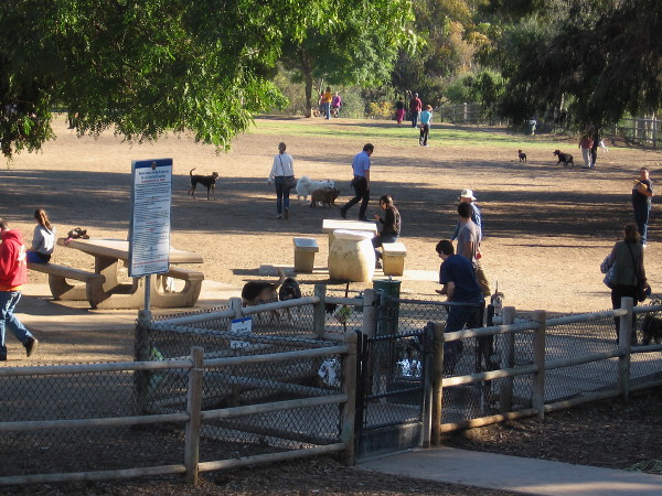 The very popular dog park at the west end of the Cabrillo Bridge on a typical, magical day.